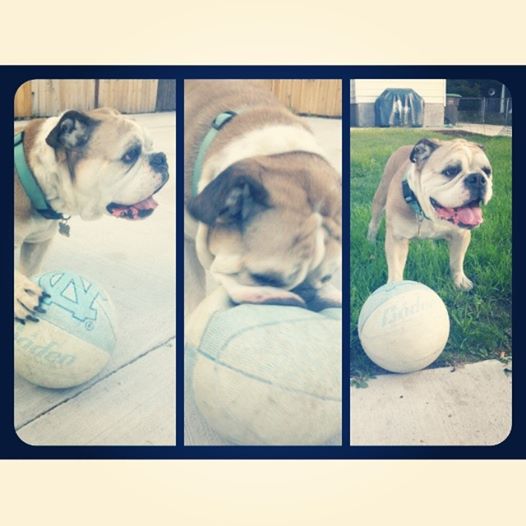 Rocco showing off his skills on the court!